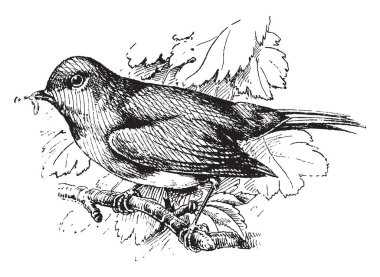 Avrupa Robin eski ardıç kuşu Aile, vintage çizgi çizme veya oyma illüstrasyon üyesi olarak sınıflandırılır küçük bir kuş türüdür.