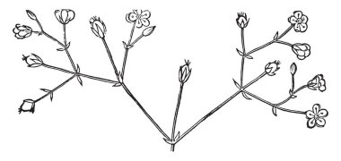 Chickweed bir yıllık yabani yenilebilir bitkidir. Çizim veya illüstrasyon oyma pürüzsüz, vintage hattı sivri ipuçları ile oval yapraklar.