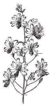 Değişen çiçekler, vintage çizgi çizme veya oyma illüstrasyon özelliklerini açıklayan Schizanthus ailesine ait bir ağaç.