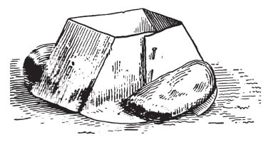 Bu resimde yeni transplante bitkiler, vintage çizgi çizme veya oyma illüstrasyon kağıt ekran temsil eder..