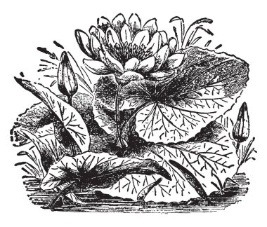 Mısır Nilüfer çiçekli bitkidir. Bu da beyaz Mısır Nilüfer denir. Yaprakları geniş ve yuvarlak, çizim veya şekil oyma vintage çizgi vardır.