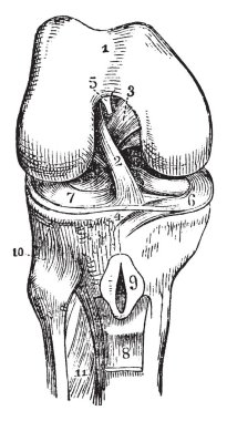 Sağ diz-eklemi açık açık, vintage çizgi çizme veya oyma illüstrasyon koydu.