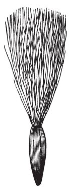 Bir resim onun taşımak hassas tüylü kıllar ile ekmek-thistle bitki gösterir. Thistle yaprakları, sarı çiçekler ve sütlü meyve suyu, vintage çizgi çizme veya oyma illüstrasyon gibi sahip bir ottur.