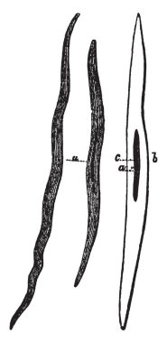 Bu örnekte düz kas dokusu, vintage çizgi çizme veya oyma illüstrasyon temsil eder..
