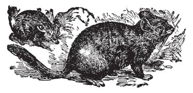 Chinchilla Güney Amerika otçul kemirgenler, vintage çizgi çizme veya oyma illüstrasyon bir cinsidir.