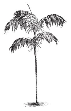 Aynı zamanda palmiye ağacı Aile, vintage çizgi çizme veya oyma illüstrasyon bir parçası olarak kabul edilir chamaedorea sartorii resmini.
