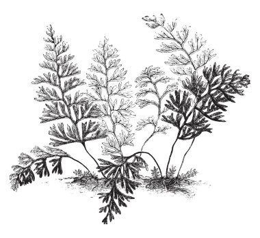 This is Hymenophyllum Turbridgense called as filmy fern. Taper to a point has the turbridgense variety has oblong fronds. The fern is native to temperate regions, vintage line drawing or engraving illustration. clipart