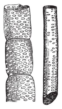 İki adet asma tasvir, vintage çizgi çizme veya oyma resimde olduğu üzüm asma illüstrasyon.