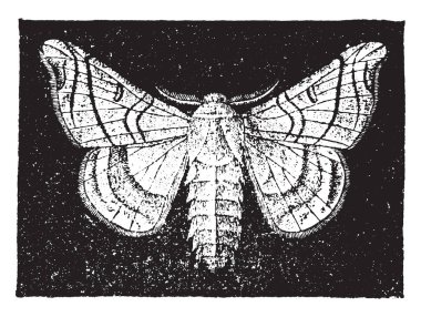 The mulberry silkworm, vintage engraved illustration. Natural History of Animals, 1880 clipart