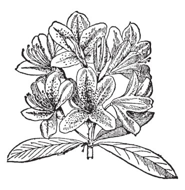 Bir rhododendeon gösteren bu fotoğraflar. Her ayrı olarak büyüyen bırakır. Çiçek grup büyür. Farklı renkli kümeleri. Bu Fundagiller Aile, vintage çizgi çizme veya oyma illüstrasyon.