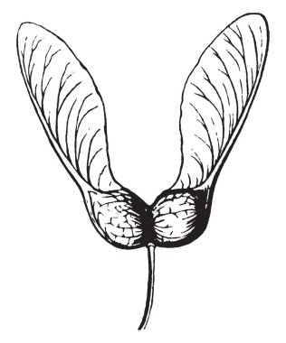 Anahtar içeren tohumlar, vintage çizgi çizme veya oyma illüstrasyon adında bir kuru meyve.