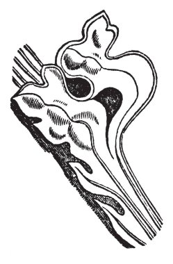 Orada, kıvrılmış, yaprak, Cusp'ın, Gotik, mimari, tığ işi, vintage çizgi çizme veya oyma illüstrasyon.