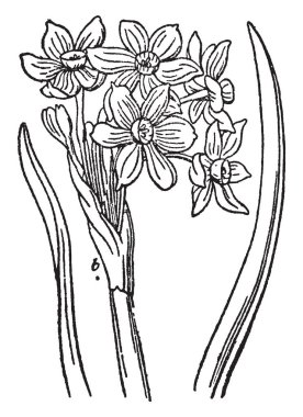 Nergis Kuzey Afrika, Asya ve Avrupa ve çoğunlukla bahar-çiçekli ampuller Amaryllis ailesi için yerel bir. Neredeyse 40 tür: nergis zambağı, vintage çizgi çizme veya oyma illüstrasyon soğanlı, sık sık kokulu bitki cinsidir.