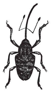 Oldukça büyük boy, vintage çizgi çizme veya oyma illüstrasyon kestane Weevil olduğunu.