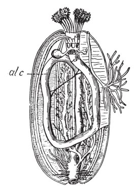 Derisidikenliler Holothuroidea, vintage çizgi çizme veya oyma illüstrasyon sınıfından deniz salatalık vardır.
