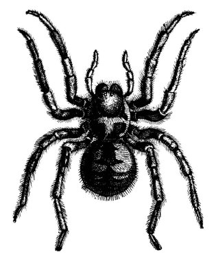 Tarantula, eski oyma resimli. La Vie dans la nature, 1890.