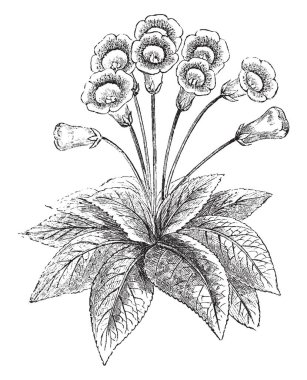 Dik Gloxinia, çiçekli olarak da bilinen Canterbury çan gösteriyor. Gesneriaceae ailesine ait. Çan şeklinde ve mor çiçekler. Yaprakları dikdörtgen ve ince kenar, vintage çizgi çizme veya oyma illüstrasyon dişli.