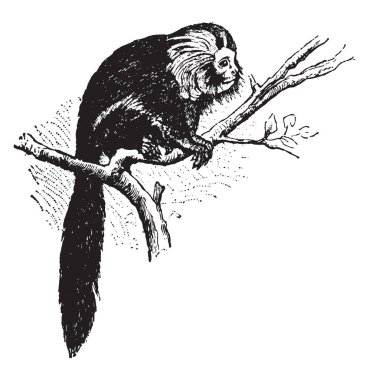 Kırmızı Ape eski ve yeni Dünya maymunları, vintage çizgi çizme veya oyma illüstrasyon.