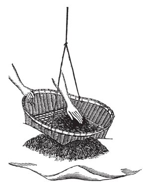 Bu resimde yaprakları çay yaprakları bambu sepet, vintage çizgi çizme veya oyma illüstrasyon yerleştirildiği sepet içinde temsil eder..