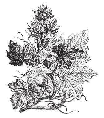 Cucurbita bir büyük yıllık asma büyür, bu büyük, gösterişli, sarı-turuncu, böcek tozlanan çiçek ve yuvarlak, sık sık ile ince tüylü karıncalanma, vintage çizgi çizme veya oyma illüstrasyon loblu yaprakları.