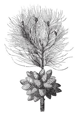 İtalya'da ağırlıklı olarak bulundu Kızılçam (Pinus Brutia). Bu orta büyüklükteki yaprak dökmeyen bir ağaçtır. Kabuğu turuncu-kırmızı, kalın gövde dibinde. 18 cm uzun, koyu yeşil renkli, vintage çizgi çizme veya oyma illüstrasyon iğneler doldu.