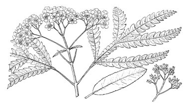 This is the branch of a Lyonothamnus tree. There are some flowers on tree's branc, vintage line drawing or engraving illustration. clipart