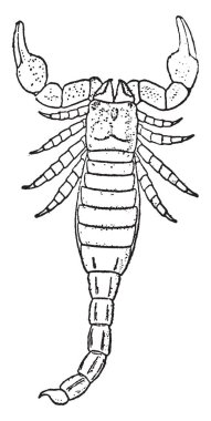 Bu resimde Palaophonus, vintage çizgi çizme veya oyma illüstrasyon temsil eder..