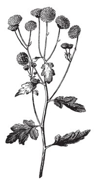 Ponpon kasımpatı çiçekleri ve yaprakları, vintage çizgi çizme ya da oyma illüstrasyon dolu dalı gösteren resim.