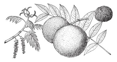 Siyah Ceviz yuvarlak ve kalın kabuğu, çiçekler ve ince yaprakları, vintage çizgi çizme veya oyma illüstrasyon Şubesi.