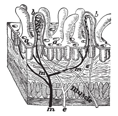 Bu diyagram bölümüne bağırsak duvarı, vintage çizgi çizme veya oyma illüstrasyon temsil eder.
