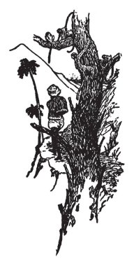 Karayolu ile yapılan posta, bu sahneyi maymunlar ağaç, vintage çizgi çizme veya oyma illüstrasyon bakan birisi gösterir.