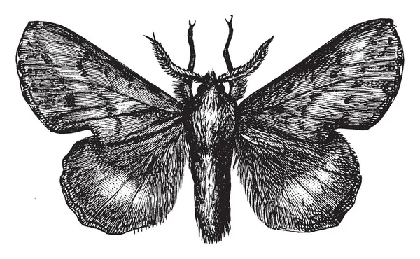 Lappet Moth Famille Des Lasiocampidae Dessin Ligne Vintage Illustration Gravure — Image vectorielle