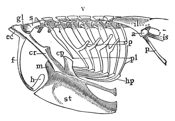 この図を表しますボボリンク Epipleurae ビンテージの線描画や彫刻イラスト — ストックベクタ