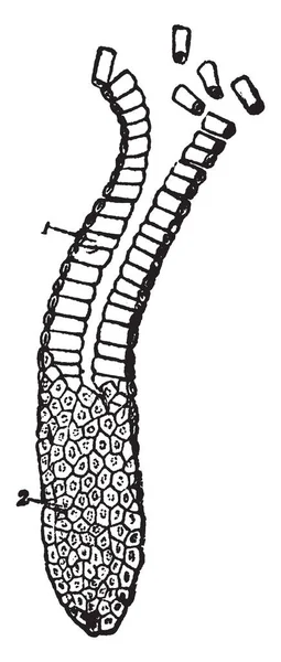 Epitelium Columnar Melapisi Kelenjar Gambar Garis Vintage Atau Ilustrasi Engraving - Stok Vektor