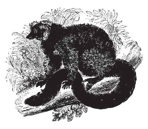 Lemur Červený Známý Pro Jeho Brilantní Barvení Vintage Kreslení Čar — Stockový vektor
