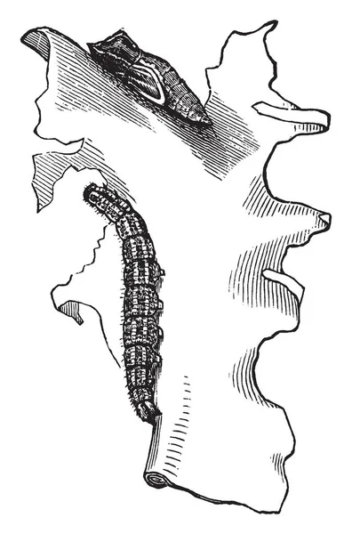 Diese Illustration Stellt Karierte Weiße Schmetterlingslarve Und Chrysalis Dar Vintage — Stockvektor