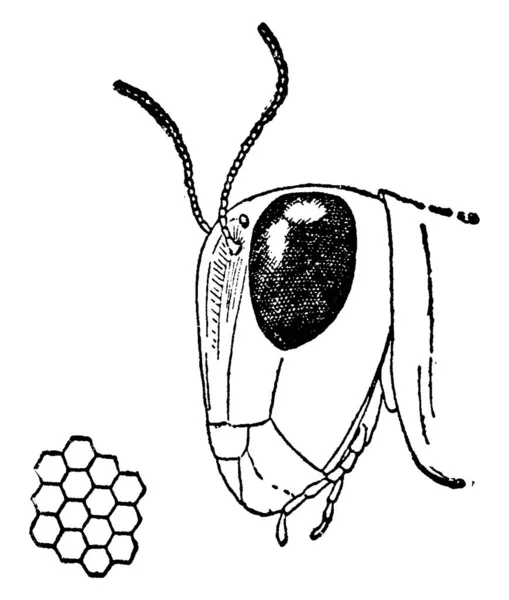 Huvud Gräshoppa Som Visar Stora Ögat Vintage Linje Ritning Eller — Stock vektor
