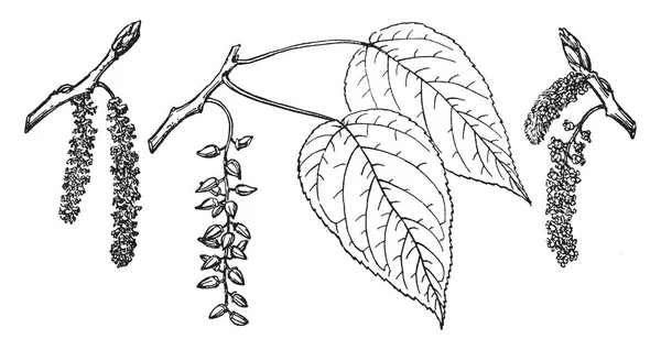 Tento Obrázek Znázorňuje Různé Větve Které Nazývají Populus Balasamifera Který — Stockový vektor