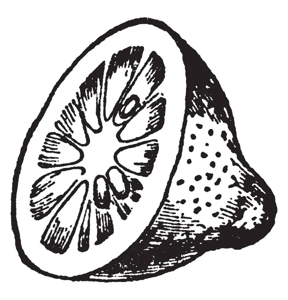 Obrázek Ukazující Sekané Citronové Citron Ovoce Často Používaných Léků Vintage — Stockový vektor