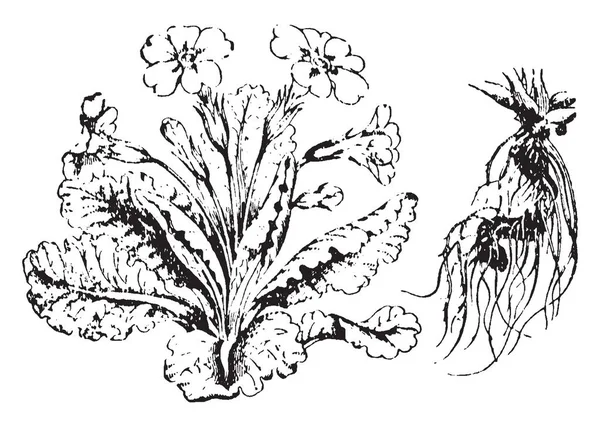 Primrose Piante Fiore Suoi Fiori Possono Essere Viola Giallo Rosso — Vettoriale Stock