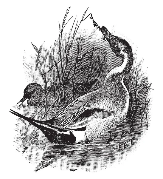 长尾是一个广泛的地理分布的鸭子 在欧洲北部地区繁殖 复古线条绘画或雕刻插图 — 图库矢量图片