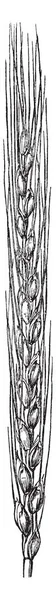 Семена Этой Картины Длинные Количество Низкое Семена Волосатые Рисунок Винтажной — стоковый вектор