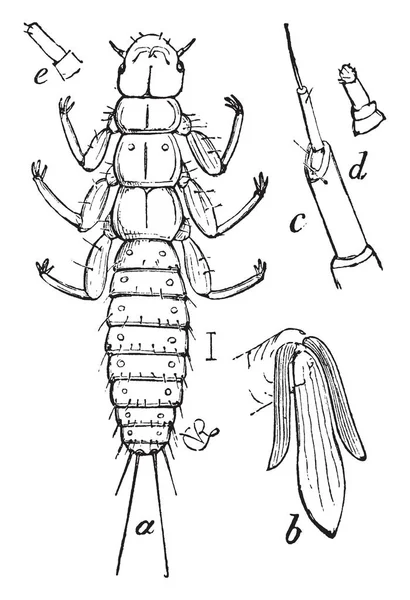 此插图代表女性吸塑甲虫 复古线条绘制或雕刻插图 — 图库矢量图片