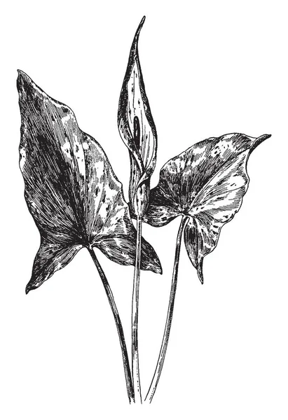 阿鲁姆百合被称为领主和女士和布谷鸟品脱 叶子是大的 闪亮的 形和黑色斑点 它是增长约1英尺高 复古线条画或雕刻插图 — 图库矢量图片