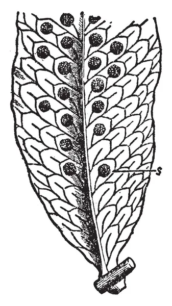 Handelt Sich Das Bild Eines Gewöhnlichen Polypodenblattes Mit Sori Und — Stockvektor