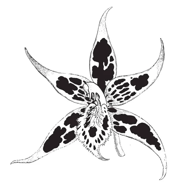 Hale Odontoglossum Druh Orchidej Kolumbie Ekvádoru Středně Velké Malé Stromy — Stockový vektor
