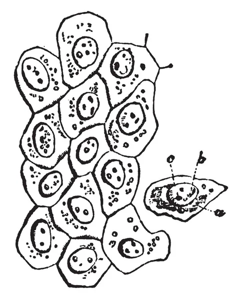 Плоскі Клітини Поверхні Облицювальної Мембрани Живота Перітонеум Вінтажний Малюнок Лінії — стоковий вектор