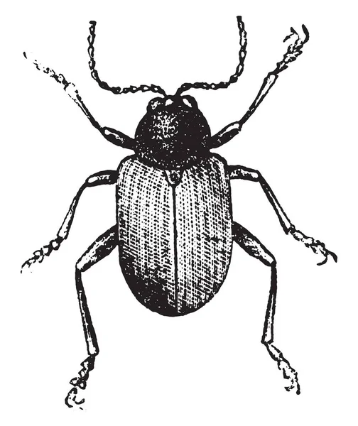 Rootworm 老式雕刻插图 动物的自然历史 1880 — 图库矢量图片