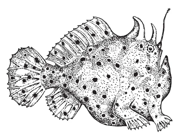 Antennariid Adalah Anggota Dari Famili Anglerfish Frogfishes Gambar Garis Vintage - Stok Vektor