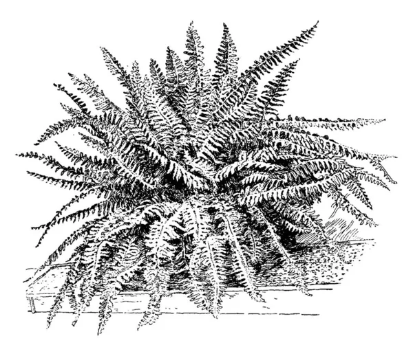 Nephrolepis Bostoniensis Een Gratis Groeiende Fern Met Donkergroen Het Patroon — Stockvector